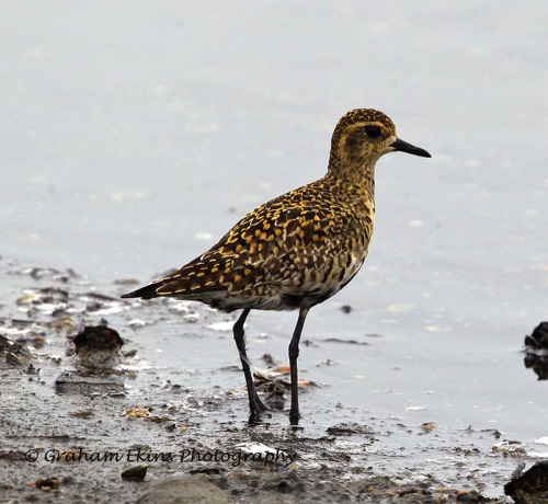 Pacific Lesser Golden Plover
Mai Po wetlands